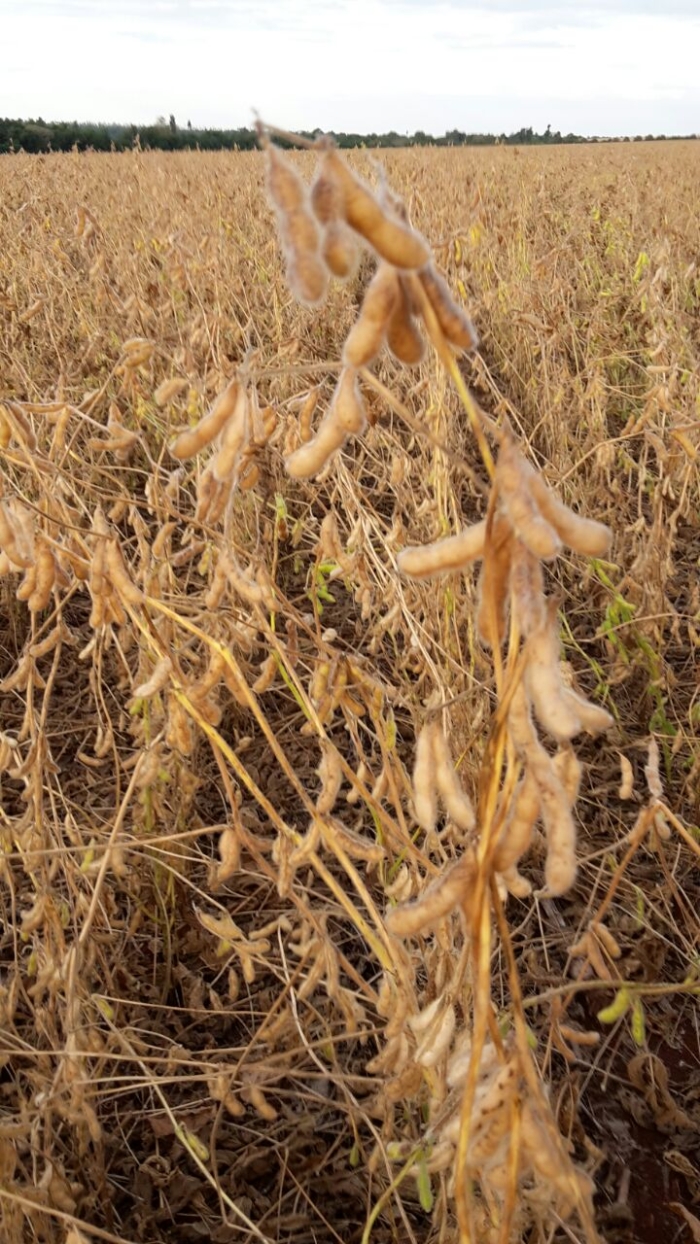 Imagem do dia - Lavoura de soja safrinha em San Alberto (PY). Enviado por Ronaldo Alves