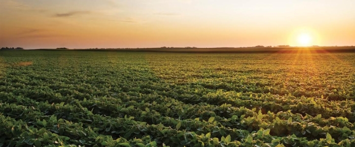 Imagem do Dia - Lavoura de soja em Luiziana (PR)