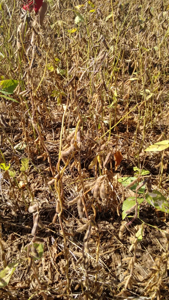 Imagem do dia - Lavoura de soja em Mangueirinha (PR), propriedade de Daniel Rosa