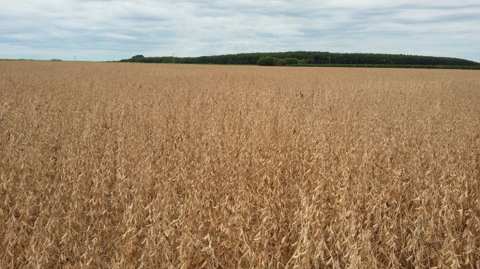 Imagem do dia - Início da colheita de soja em Paranapuã (SP), do produtor Vitalino Mantty