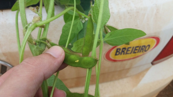 Imagem do dia - Ninfas de percevejo em Perdizes (MG). Enviado por Paulo Manzan