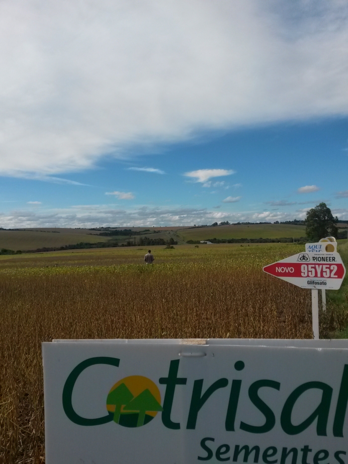 Imagem do dia - Lavoura de soja em Palmeira das Missões (RS). Enviado por Douglas Smaniotto