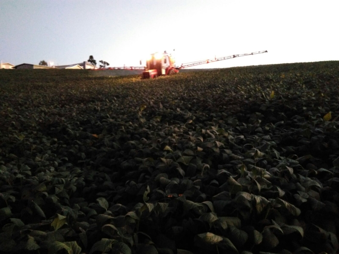 Imagem do dia - Lavoura de soja em Sarandi (RS), do produtor Fábio Luís Haefliger