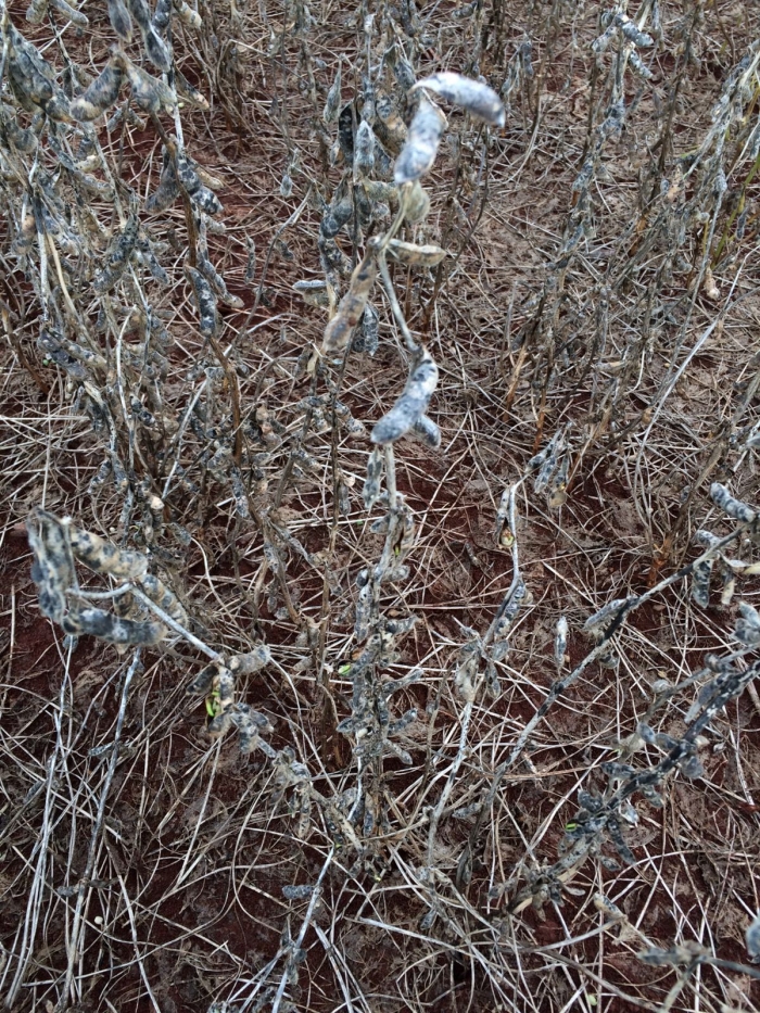 Imagem do dia - Lavoura de soja em Astorga (PR)