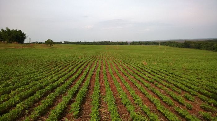 Imagem do dia - Lavoura de soja em Jataí (GO). Enviado pelo Engenheiro Agrônomo Hildo Antônio