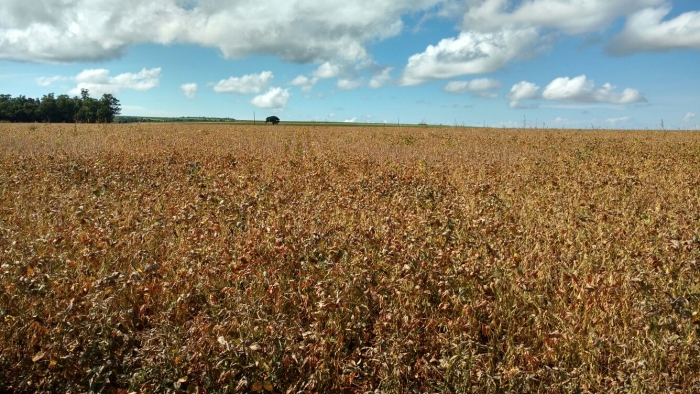 Imagem do dia - Lavoura de soja em Joviânia (GO), na Fazenda Fênix. Enviado pelo Técnico Agrícola Jorge Augusto Mariano