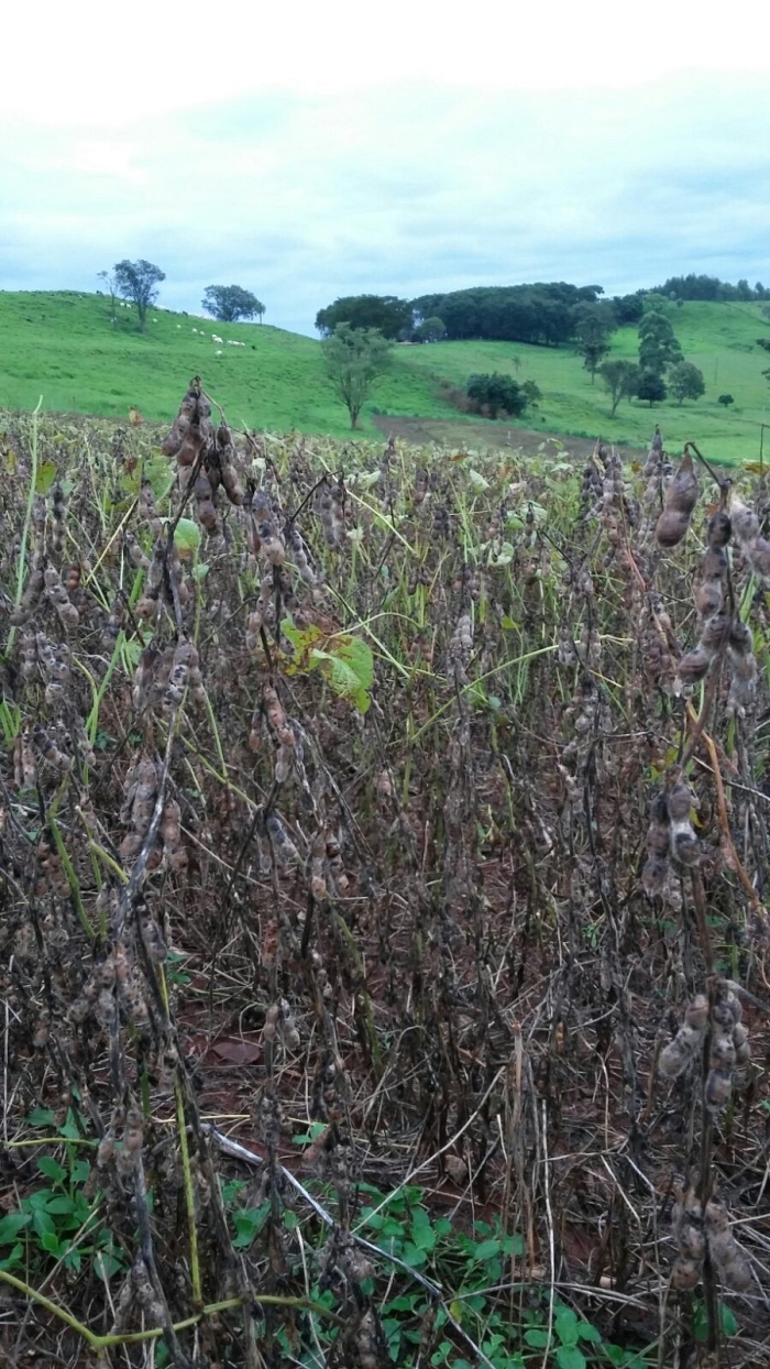 Imagem do dia - Lavoura de soja em Apucarana (PR)