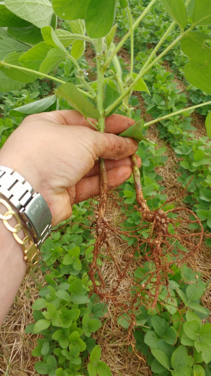 Imagem do dia - Lavoura de soja em Taquaruçu do Sul (RS), do produtor Anderson Moresco
