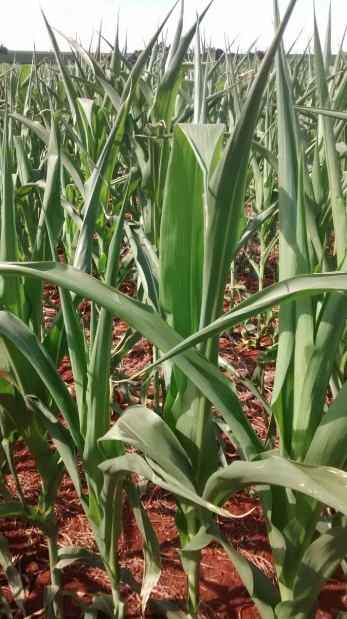 Imagem do dia - Lavoura de milho em Cruzália (SP). Enviado por Eduardo Varolo