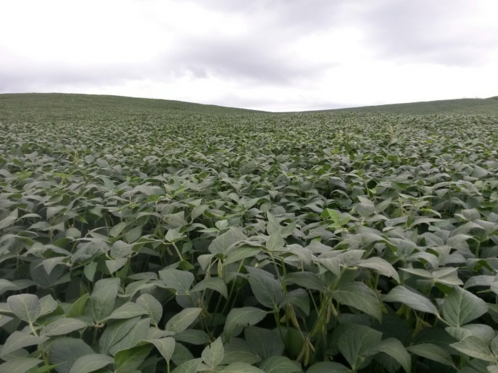 Imagem do dia - Lavoura de soja em Pontão (RS), do produtor Paulo Cesar Copini