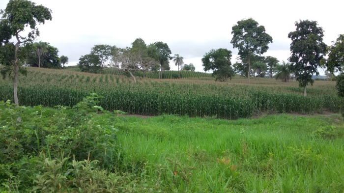 Imagem do dia - Milho para silagem em Amarante (MA), do produtor Emanuel Baiano