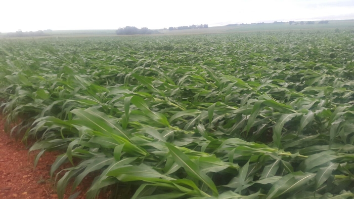 Imagem do dia - Danos causados por ventos na lavoura de milho safrinha em Pedrinhas Paulista (SP). Enviado por Antonio Franco Neto