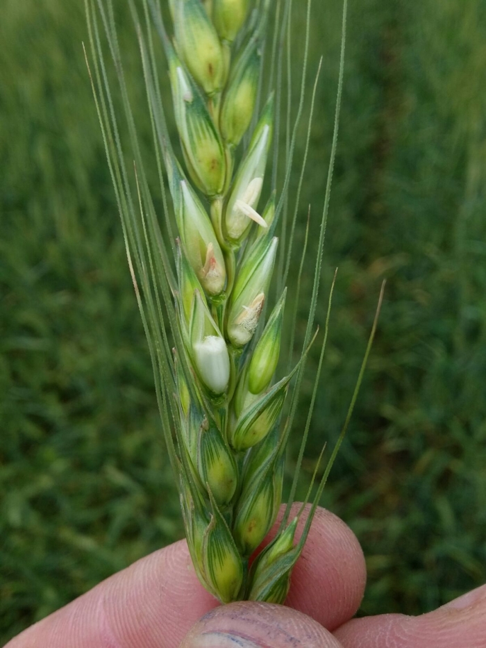 Imagem do dia - Danos da geada na lavoura de trigo em Passo Fundo (RS). Enviado pelo Engenheiro Agrônomo Luciano Remor