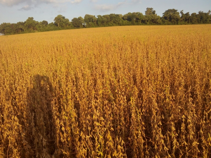 Imagem do dia - Lavoura de soja em Capanema (PR), da família Trevisan
