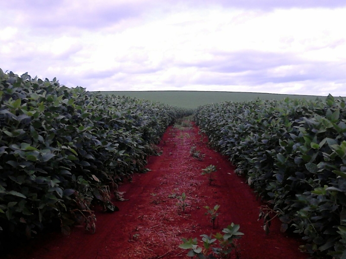 Imagem do dia - Lavoura de soja na Fazenda Santa Maria em Cornélio Procópio (PR), do produtor José Roberto
