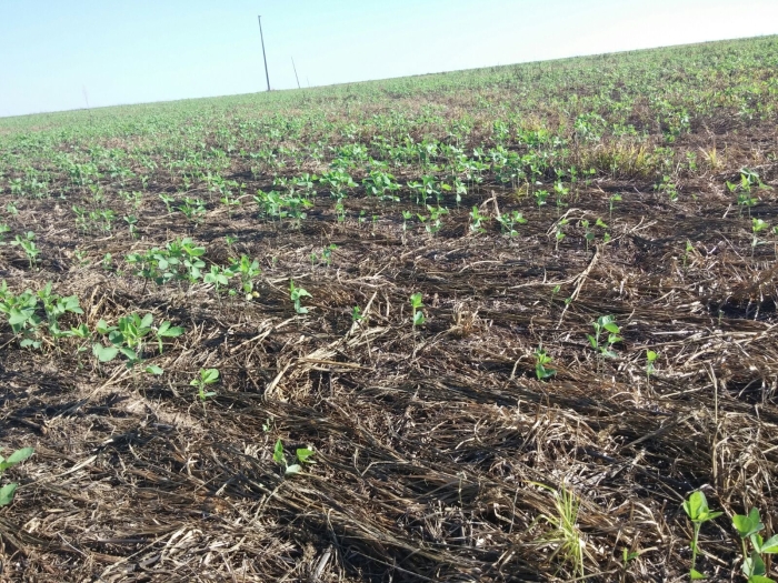 Imagem do dia - Lavoura de soja em Gaúcha do Norte (MT), do produtor Leandro Rosalem