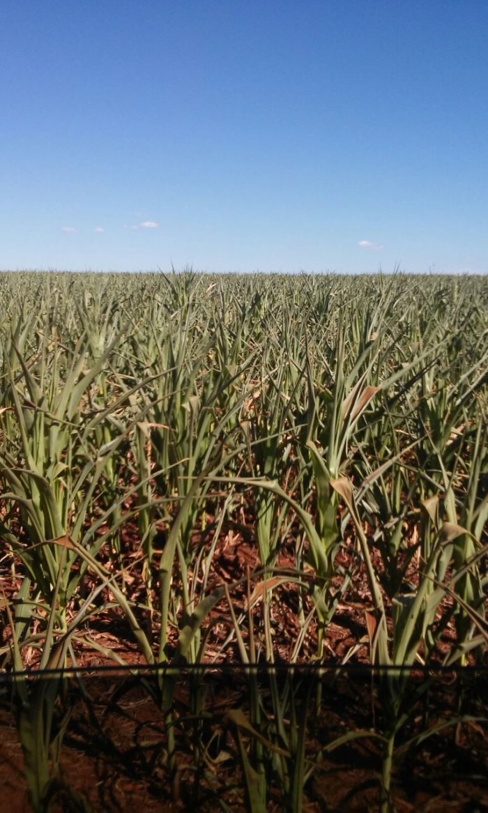 Imagem do dia - Lavoura de milho safrinha em Vicentinópolis (GO), na Fazenda Dois Irmãos