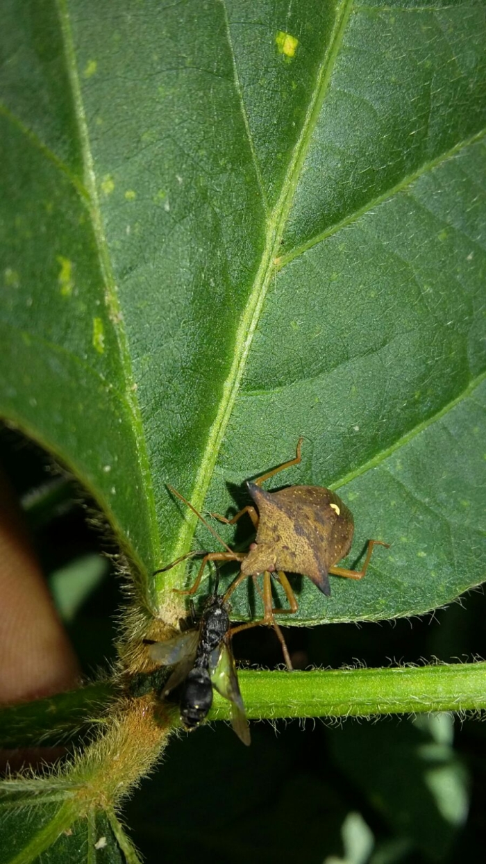 Imagem do dia - Percevejo na lavoura de soja em Cristalina (GO). Enviado por Beto da Brava