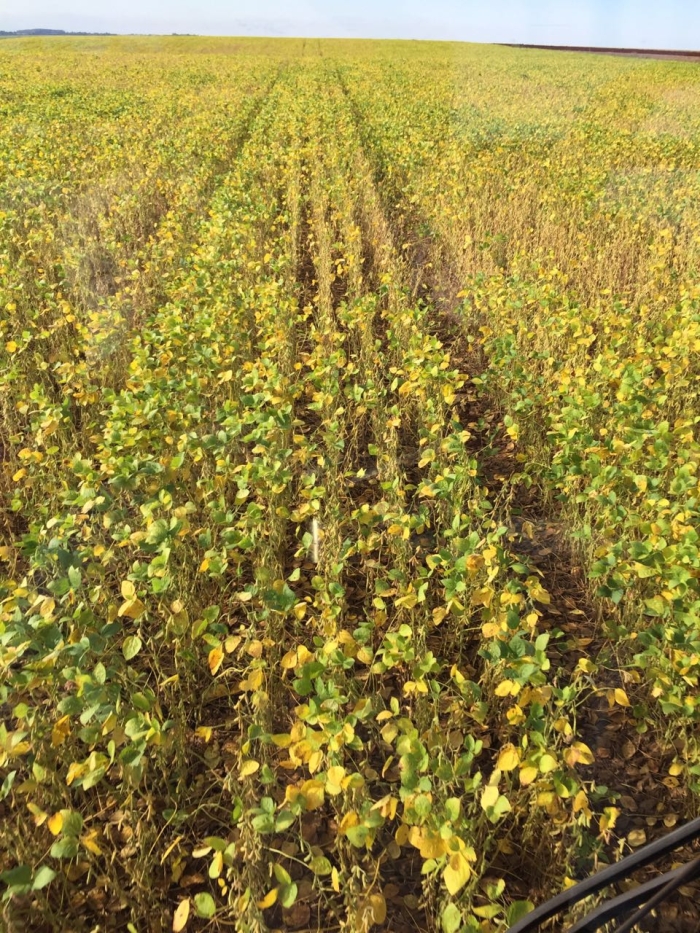 Imagem do dia - Dessecação da soja em Santa Rita (PY), do produtor Valdemar