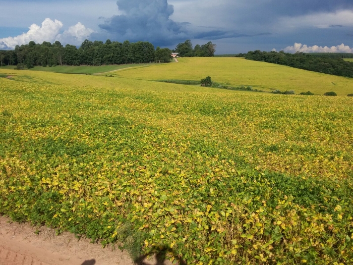 Imagem do dia - Lavoura de soja em Passo Fundo (RS). Imagem do Engenheiro Agrônomo Luciano Remor