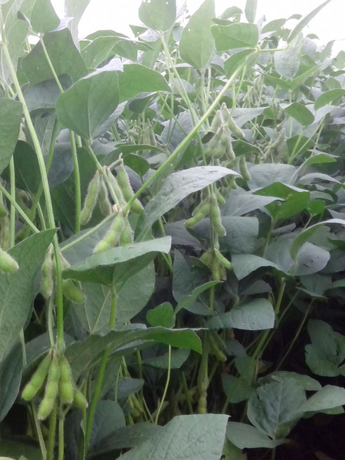 Imagem do dia - Lavoura de soja em Puente Kyjha (PY), do produtor Anderson Holderbaum