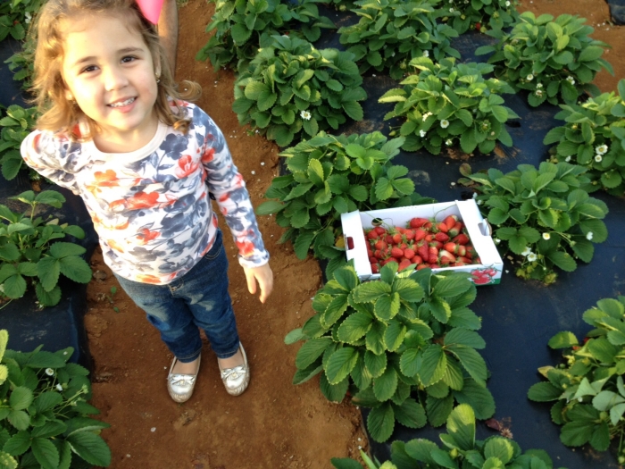 Imagem do dia - Lavoura de morango em Ibiá (MG), na Fazenda Cotovelo