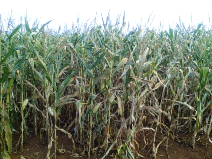 Imagem do dia - Lavoura de milho safrinha em Nova Santa Rosa (PR), há 30 dias sem chuvas