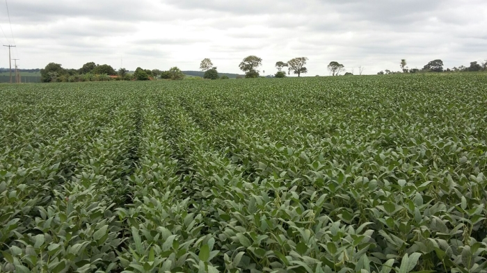 Imagem do dia - Lavoura de soja em Populina (SP), do produtor Edivaldo