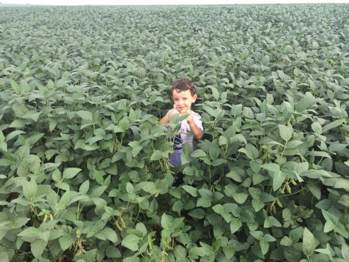 Imagem do dia - Lavoura de soja em Caarapó (MS), do produtor Zafalon