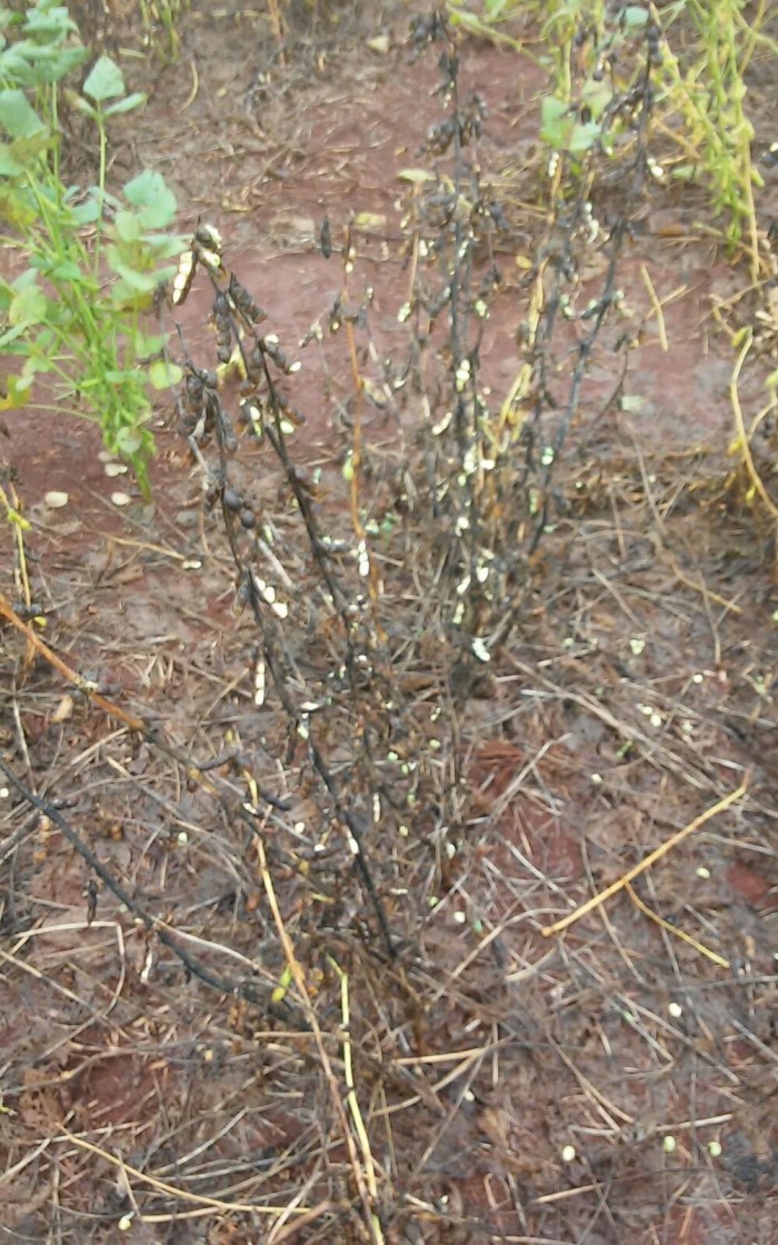 Imagem do dia - Lavoura de soja em Manoel Ribas (PR)