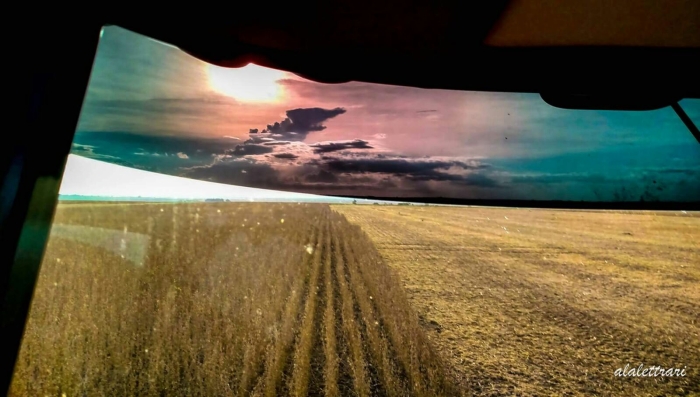Imagem do dia - Colheita de soja em Palotina (PR). Imagem de Adinar Lettrari