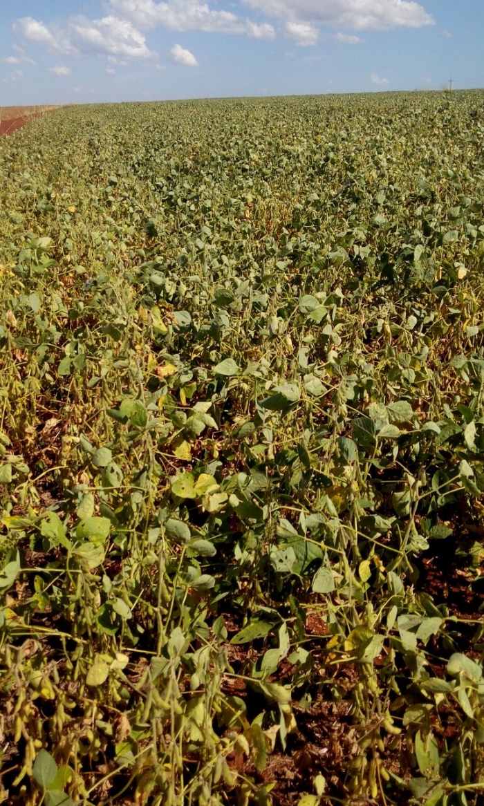 Imagem do dia - Lavoura de soja safrinha em Los Cedrales (PY)