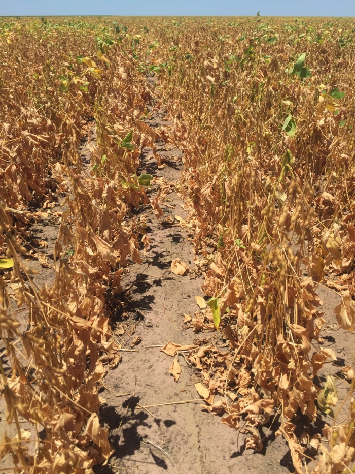 Imagem do dia - Lavoura de soja em Bom Jesus (PI). Enviado por Abel Pita