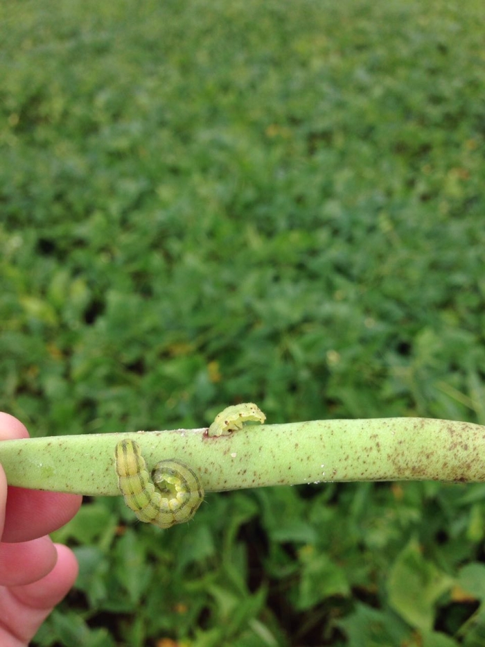 Imagem do dia - Helicoverpa armigera na lavoura de feijão em Renascença (PR). Enviado por Ana Paula Ciliprandi