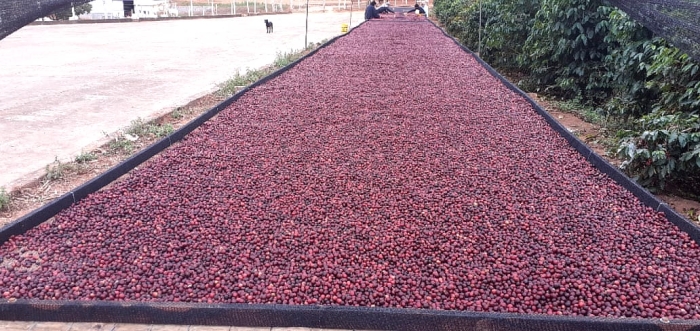 Café em Bueno Brandão, Sul de Minas Gerais Foto: Joãoo Baptista Teixeira