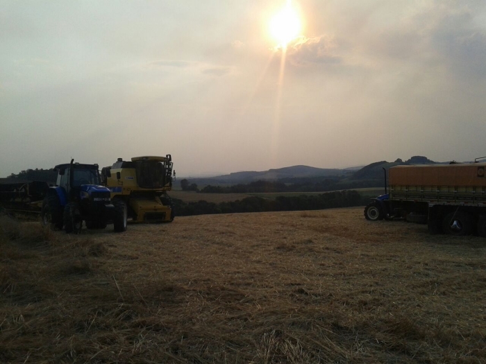Imagem do dia - Colheita de aveia preta em Irati (PR). Enviado por Marcelo Zanlorenzi