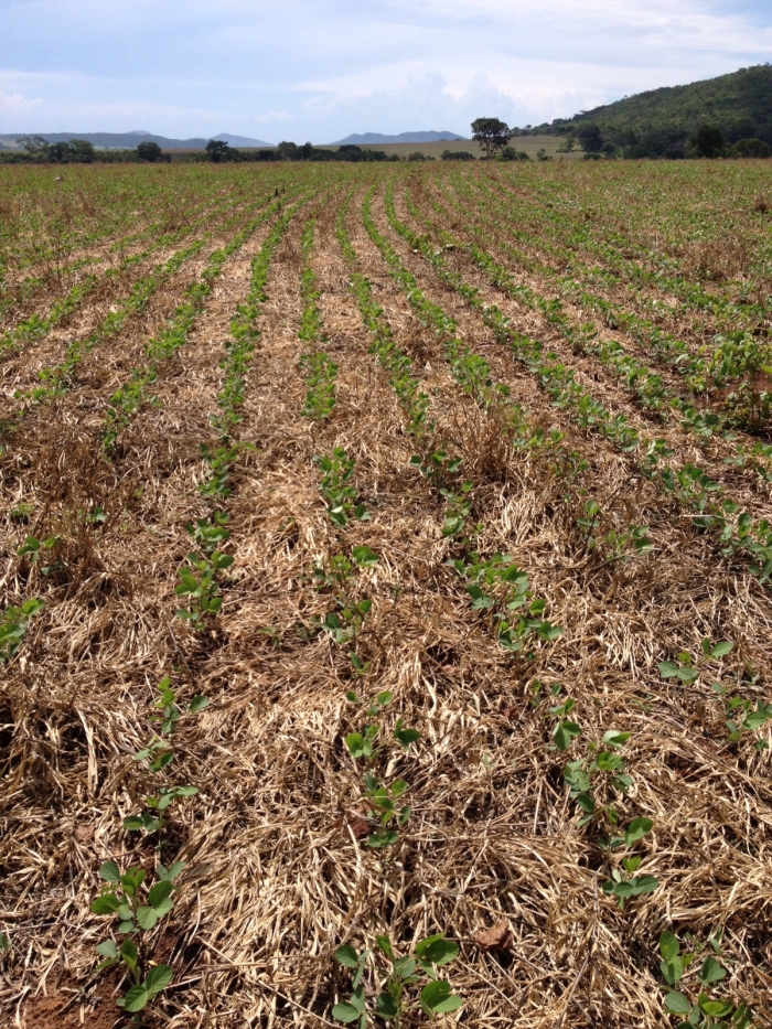 Imagem do dia - Lavoura de soja em Vila Propício (GO), do produtor Erasmo Gonçalves Rosa