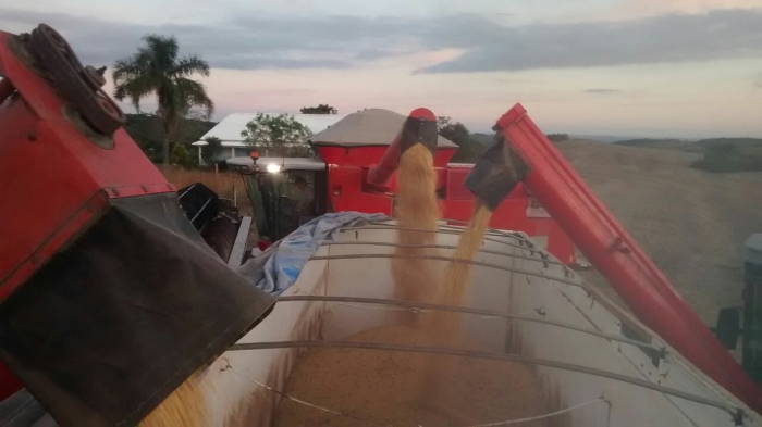 Imagem do dia - Colheita da soja em Lagoão (RS), dos produtores Rudinei Erpen e Dirlei Billig