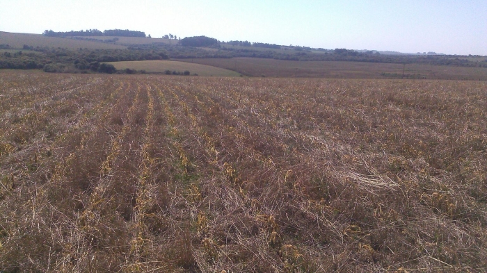 Imagem do dia - Lavoura de milho em Cachoeira do Sul (RS)