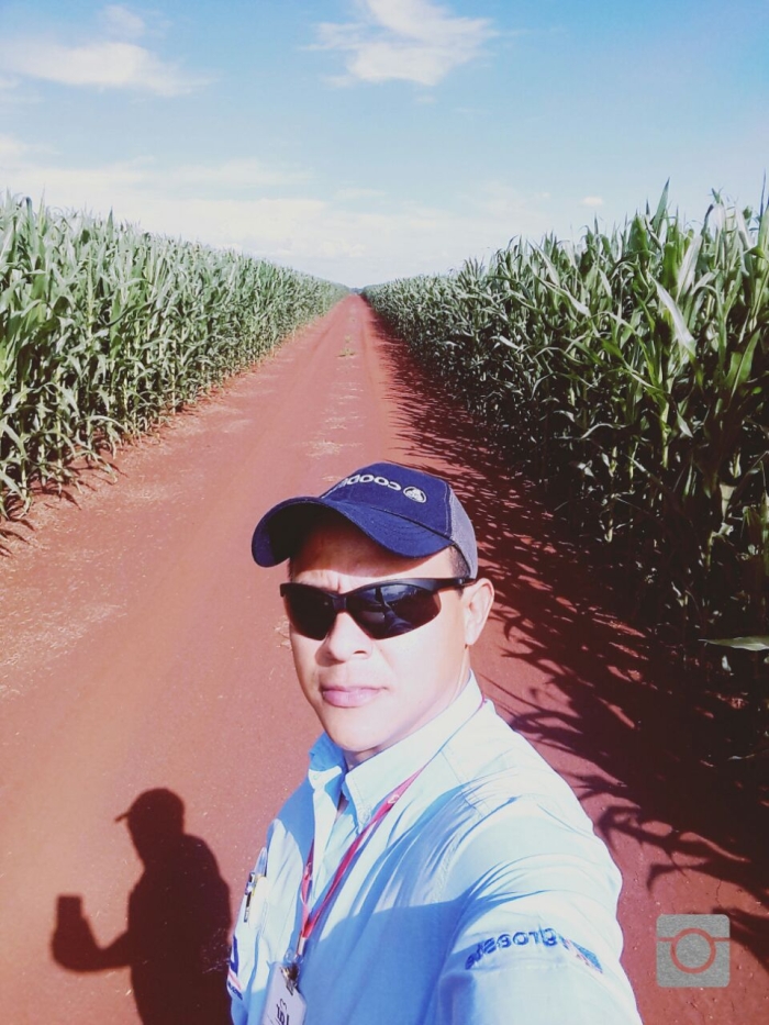 Imagem do dia - Lavoura de milho em Sidrolândia (MS). Enviado por Eder Izaias Romeiro