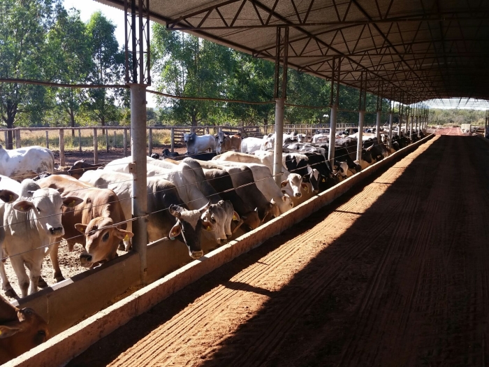 Imagem do dia - Confinamento em Presidente Olegário (MG)
