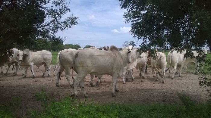 Imagem do dia - Confinamento a pasto na Fazenda Serra do Sol em Santo Antônio do Leverger (MT)