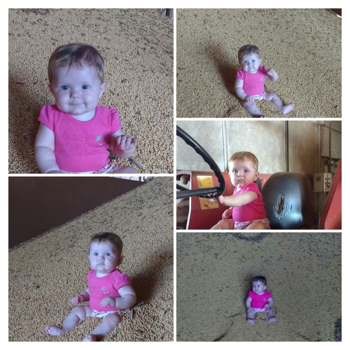 Imagem do dia - Helena Bala na soja em Salto Grande (SP)