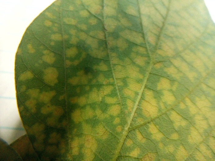 Imagem do dia - Soja em Cascavel (PR), prejudicada pelo excesso de chuvas. Enviado por Alceu Bebber