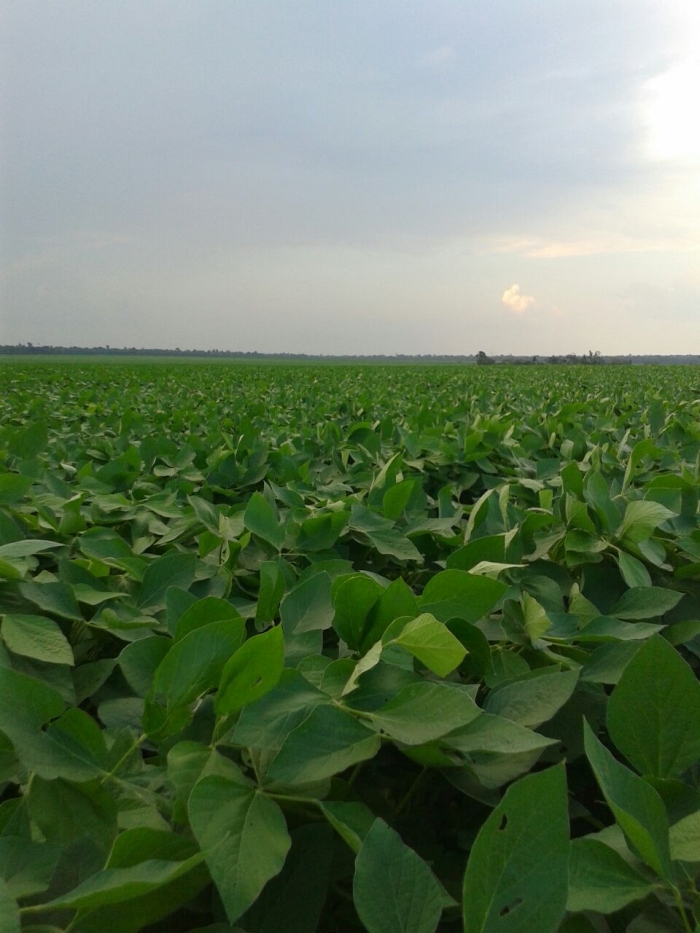 Imagem do dia - Lavoura de soja na Fazenda Sorriso em Cláudia (MT). Enviado por Valdecir Müller