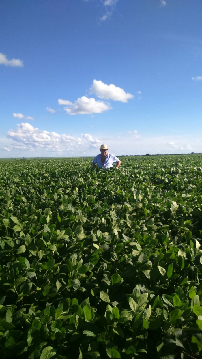 Imagem do dia - Lavoura de soja na Fazenda São Manoel em Camapuã (MS)