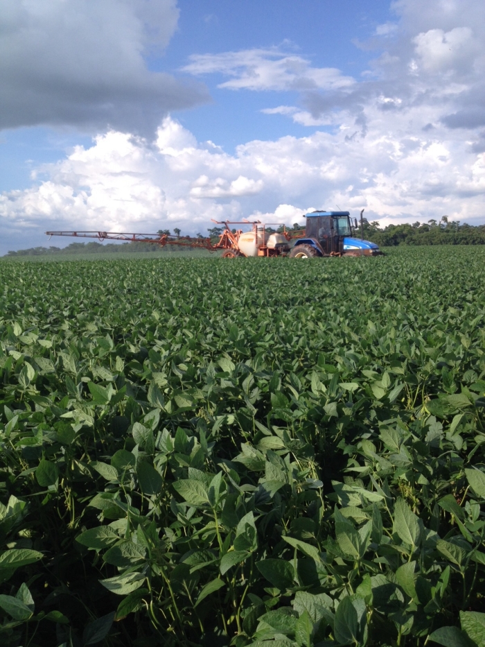 Imagem do dia - Lavoura de soja em Francisco Alves (PR)