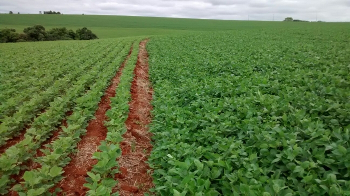 Imagem do dia - Lavoura de soja em Campos Borges (RS), do produtor Luiz Carlos Coraza
