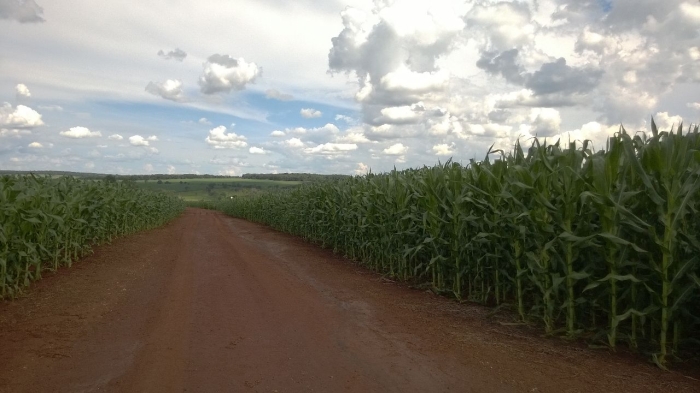 Imagem do dia - Lavoura de milho safrinha em Jataí (GO). Enviado pelo Engenheiro Agrônomo Hildo Antônio