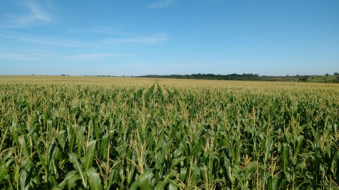 Imagem do dia - Lavoura de milho safrinha em Tabaporã (MT), dos produtores Fabio  e Joceli Zuconelli